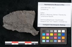 Foto (Objekt + Etikett) von Cyclopteris sp.  (NHMW-GEO-2024-0188-10728)